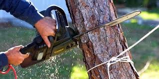 Best Stump Grinding and Removal  in Lockwood, MT
