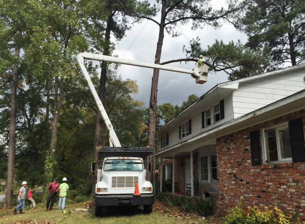 How Our Tree Care Process Works  in  Lockwood, MT