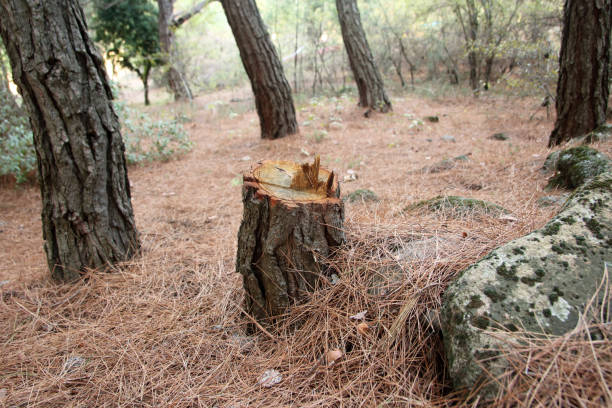 How Our Tree Care Process Works  in  Lockwood, MT