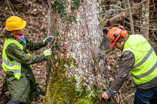 Best Storm Damage Tree Cleanup  in Lockwood, MT