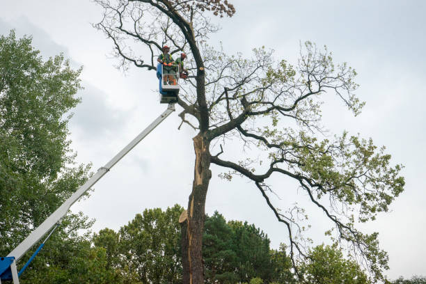 Professional Tree Care in Lockwood, MT