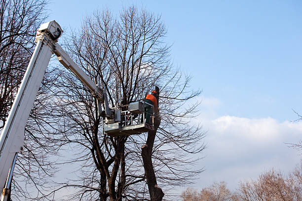 Best Leaf Removal  in Lockwood, MT