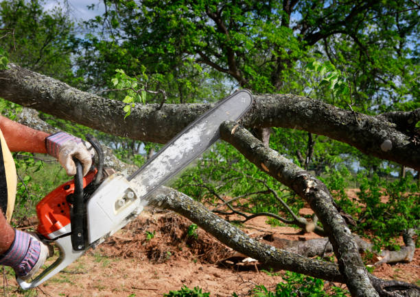 Best Tree and Shrub Care  in Lockwood, MT