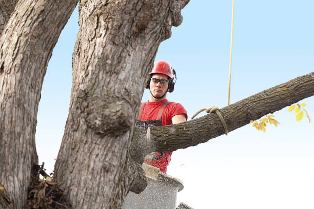 Best Tree Mulching  in Lockwood, MT